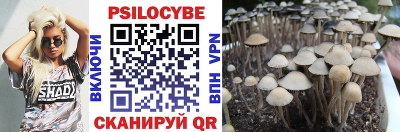 Купить Гулькевичи Псилоцибиновые грибы Psilocybe